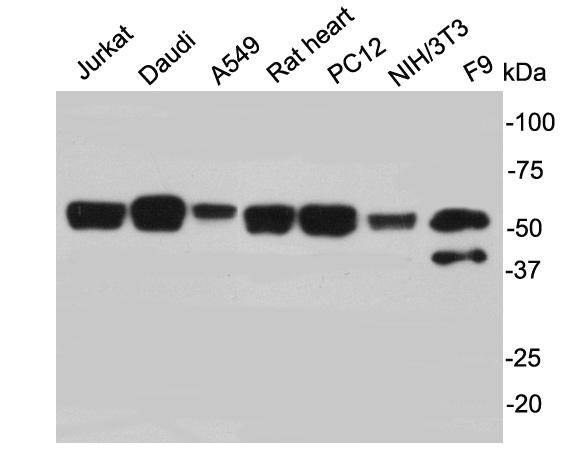 PTBP1 Antibody[48201]