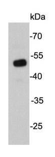 UTF1 Antibody[48109]