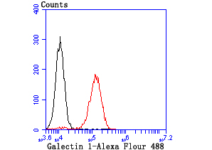 Galectin 1 Rabbit mAb[49673]