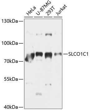 SLCO1C1 Polyclonal Antibody[31