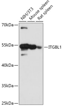 ITGBL1 Polyclonal Antibody[300