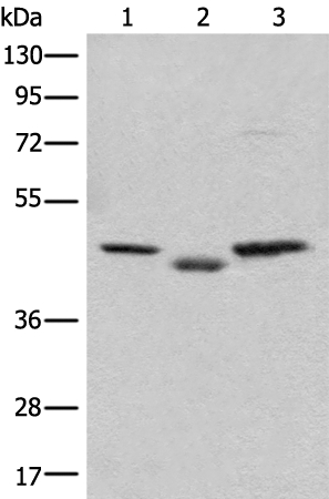 C12orf10 Antibody[46360]