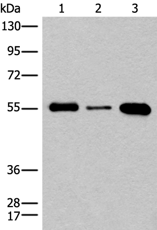 CNOT4 Antibody[46524]