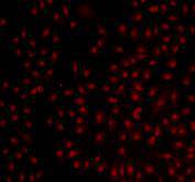 Bmi1 Antibody[48484]