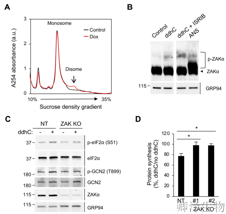 【核糖体碰撞-经典研究】 颠覆认知！免疫系统的“分子刹车”：抗病毒蛋白如何瘫痪病毒工厂
