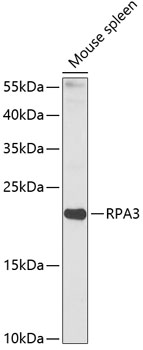 RPA3 Polyclonal Antibody[28425