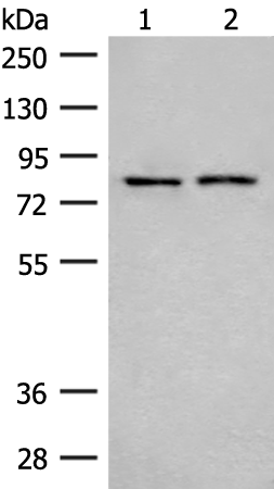 THOP1 Antibody[47258]