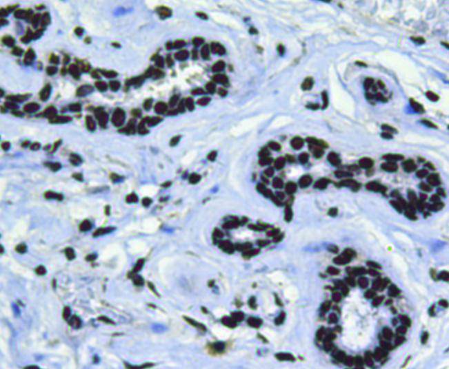 Bmi1 Antibody[48484]