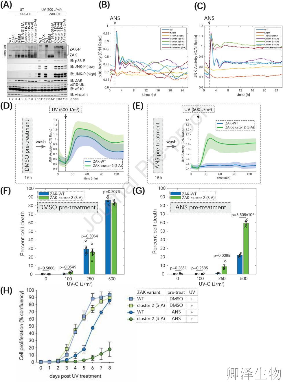 【核糖体碰撞-经典研究】 UV致死元凶非DNA损伤？核糖体毒性应激终解密！