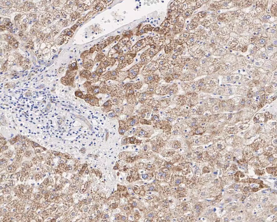 NUR77 Rabbit mAb[49510]