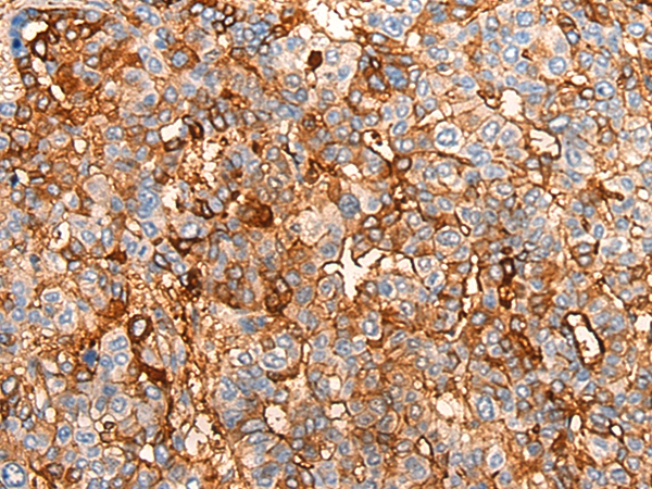 COX6A2 Antibody[46541]