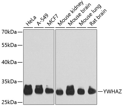 YWHAZ Polyclonal Antibody[3099