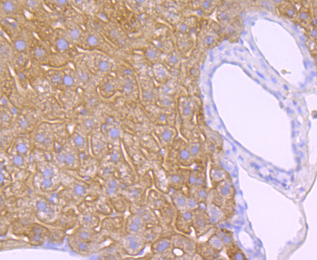 EGFR Rabbit mAb[48691]