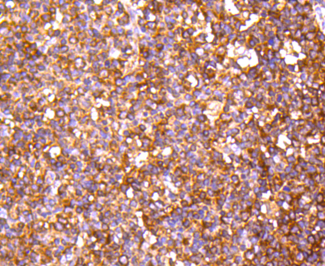 PP2A alpha + beta Rabbit mAb[4