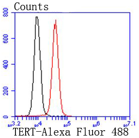 Telomerase reverse transcripta
