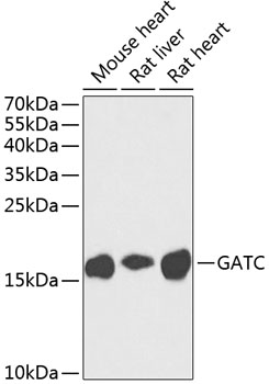 GATC Polyclonal Antibody[31615