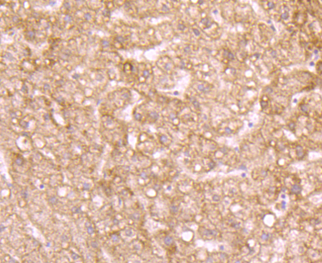 Id1 Rabbit mAb[49637]