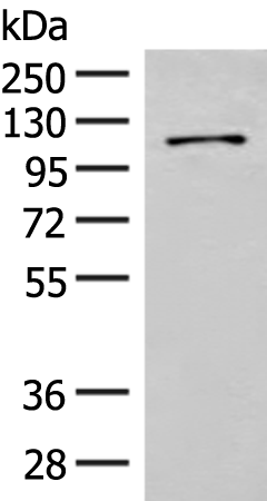 FANCB Antibody[47759]