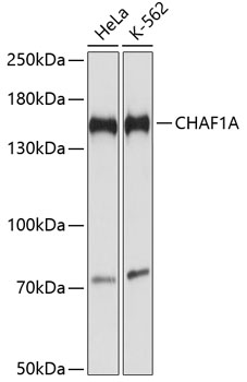 CHAF1A Polyclonal Antibody[304