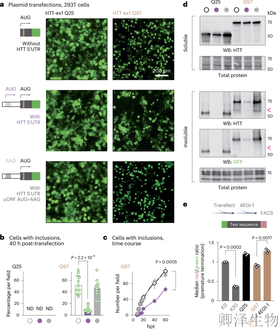 【核糖体碰撞-经典研究】 解密亨廷顿舞蹈症：核糖体碰撞如何引发神经元全局崩溃？