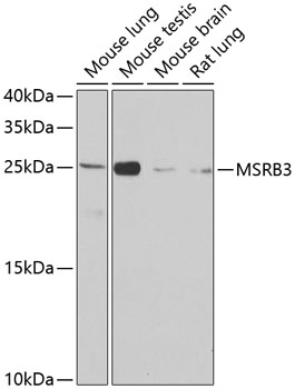 MSRB3 Polyclonal Antibody[3141