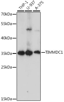 TIMMDC1 Polyclonal Antibody[29
