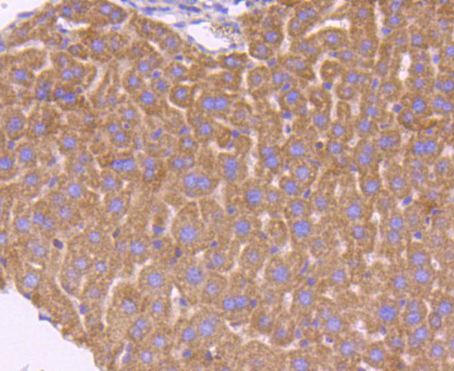 Smad3 Rabbit mAb[48783]