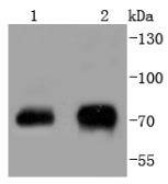 Phospho-Raf1 (S43) Rabbit mAb[