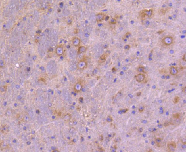 ATG9A Rabbit mAb[48988]
