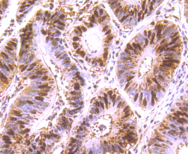 HuR  ELAVL1 Rabbit mAb[49671]