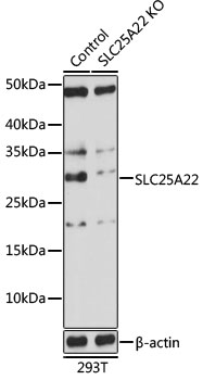 SLC25A22 Polyclonal Antibody[3