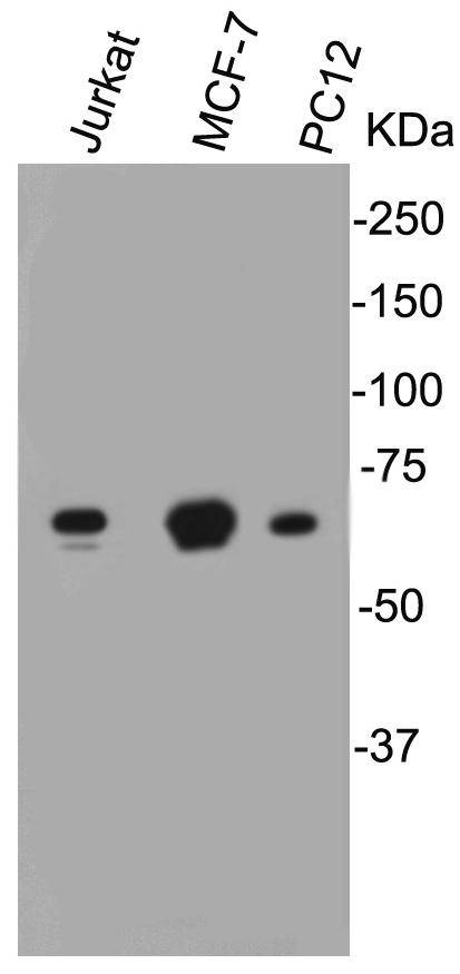 Lamin B1 Antibody[48220]