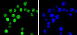 Phospho-Cyclin E1(T77) Rabbit 