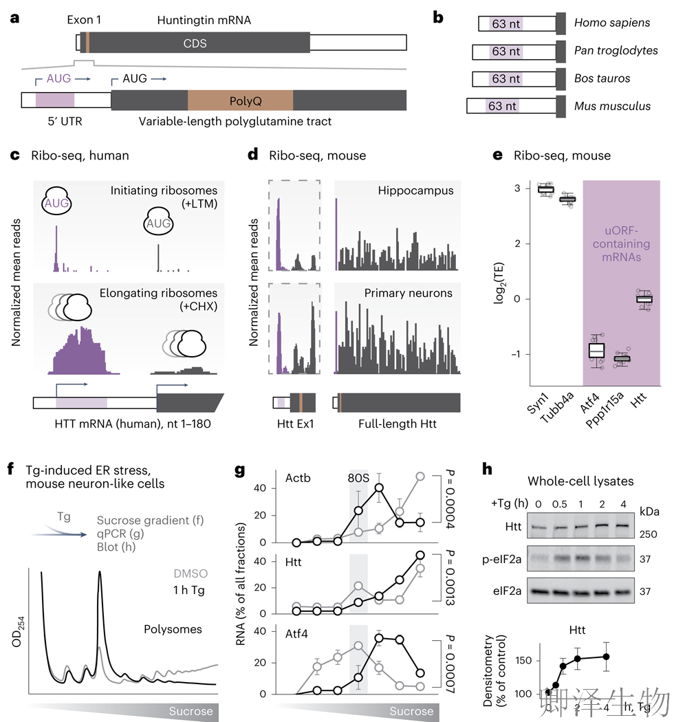 【核糖体碰撞-经典研究】 解密亨廷顿舞蹈症：核糖体碰撞如何引发神经元全局崩溃？