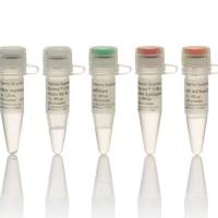 Maxima™ H Minus cDNA 合成预混液，M1682