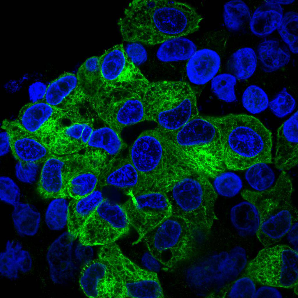 Alpha-tubulin Antibody[48502]