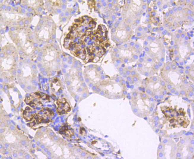 IRF7 Rabbit mAb[49007]