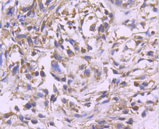 ERK2 Rabbit mAb[48684]