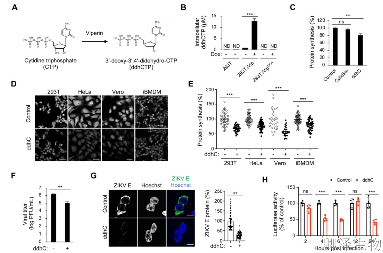 【核糖体碰撞-经典研究】 颠覆认知！免疫系统的“分子刹车”：抗病毒蛋白如何瘫痪病毒工厂