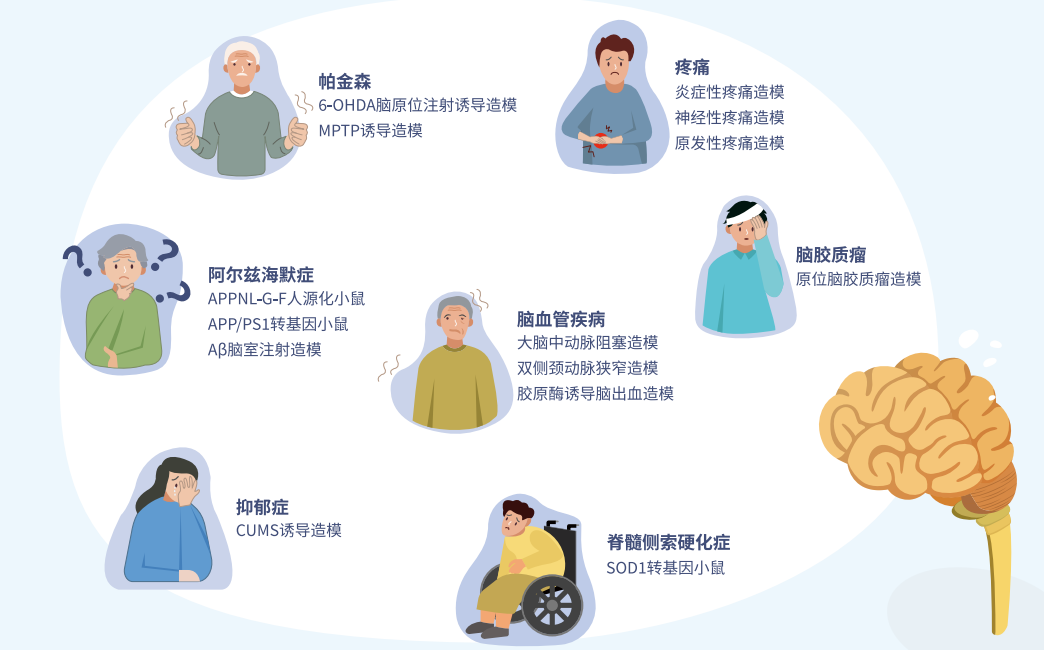 CNS 2025 | 南模生物邀您相约中国神经科学学会第十八届全国学术会议