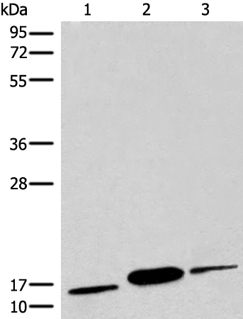 COX6A2 Antibody[46541]