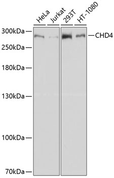 CHD4 Polyclonal Antibody[29086