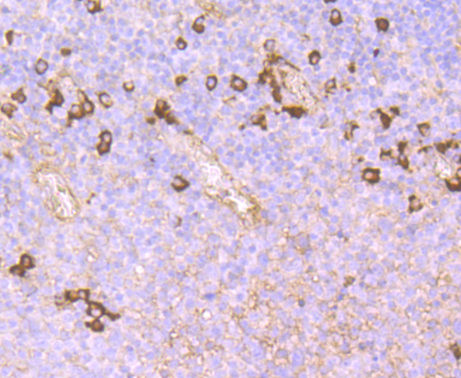 FC Antibody[48379]