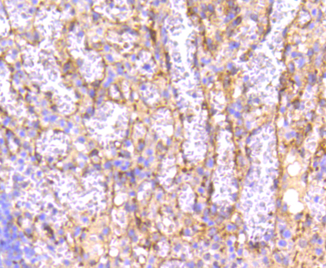 IRF7 Rabbit mAb[49007]