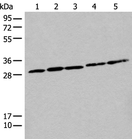 CITED1 Antibody[46504]