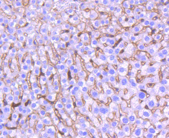 Heme Oxygenase 1(HO-1) Rabbit 