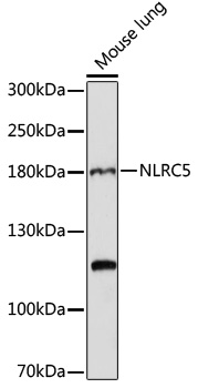 NLRC5 Polyclonal Antibody[2994