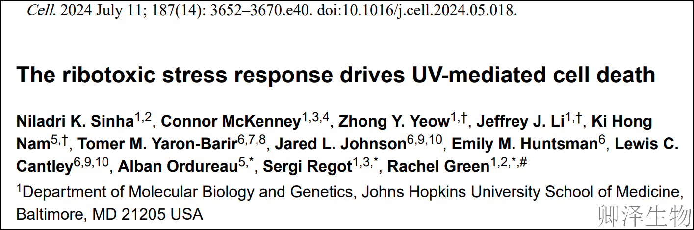 【核糖体碰撞-经典研究】 UV致死元凶非DNA损伤？核糖体毒性应激终解密！