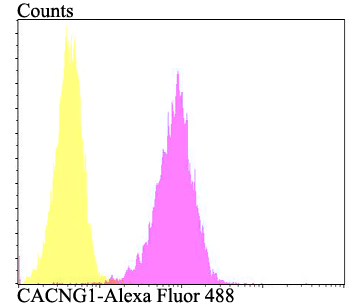 CACNG1 Antibody[48556]