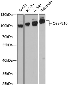 OSBPL10 Polyclonal Antibody[27